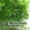 AUCUBA japonica 'Salicifolia' 
