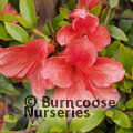 AZALEA - EVERGREEN 'Alexander'  