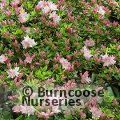 AZALEA - EVERGREEN 'Azuma-kagami'  