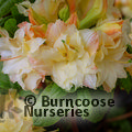 AZALEA - DECIDUOUS 'Cannon's Double'  