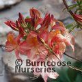 AZALEA - DECIDUOUS 'Cecile'  