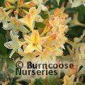 AZALEA - DECIDUOUS 'Daviesii'  