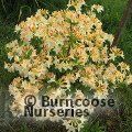 AZALEA - DECIDUOUS 'Daviesii'  