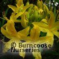 Small image of AZALEA - DECIDUOUS