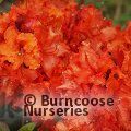 AZALEA - DECIDUOUS 'Gibraltar'  