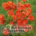 AZALEA - DECIDUOUS 'Gibraltar'  