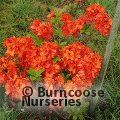 AZALEA - DECIDUOUS 'Gibraltar'  
