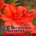 AZALEA - DECIDUOUS 'Royal Command'  