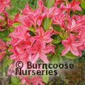 AZALEA - DECIDUOUS 'Berryrose'  