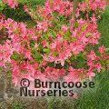 AZALEA - DECIDUOUS 'Berryrose'  