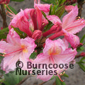 AZALEA - DECIDUOUS 'Candy Lights'  