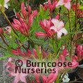 AZALEA - DECIDUOUS 'Candy Lights'  