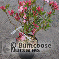 AZALEA - DECIDUOUS 'Candy Lights'  