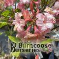 AZALEA - DECIDUOUS 'Corneille'  