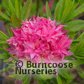 AZALEA - DECIDUOUS 'Homebush'  