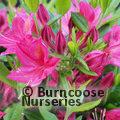 AZALEA - DECIDUOUS 'Jolie Madame'  