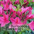 AZALEA - DECIDUOUS 'Jolie Madame'  