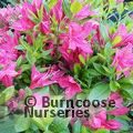AZALEA - DECIDUOUS 'Jolie Madame'  
