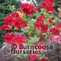 AZALEA - DECIDUOUS 'Nabucco'  