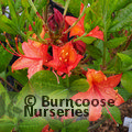 AZALEA - DECIDUOUS 'Coccineum Speciosum'  