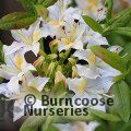 AZALEA - DECIDUOUS 'Summer Fragrance'  