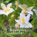 AZALEA - DECIDUOUS 'Summer Fragrance'  