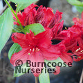 AZALEA - DECIDUOUS 'Wallowa Red'  