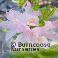 AZALEA - DECIDUOUS 'Delicatissima'  