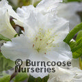 AZALEA - EVERGREEN 'Adonis'  