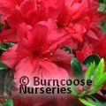 AZALEA - EVERGREEN 'Hino-scarlet'  