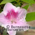AZALEA - EVERGREEN 'Ho Oden'  