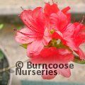 AZALEA - EVERGREEN 'Stewartstonian'  