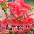 AZALEA - EVERGREEN 'Stewartstonian'  