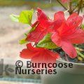 AZALEA - EVERGREEN 'Stewartstonian'  