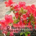 AZALEA - EVERGREEN 'Stewartstonian'  