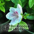 AZALEA - EVERGREEN 'Ho Oden'  