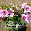 AZALEA - EVERGREEN 'Ho Oden'  