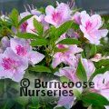 AZALEA - EVERGREEN 'Ho Oden'  