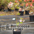 AZALEA - DECIDUOUS 'Irene Koster'  