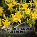 Small image of AZALEA - DECIDUOUS