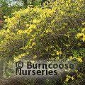 AZALEA - DECIDUOUS pontica  