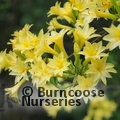 AZALEA - DECIDUOUS 'Narcissiflorum'  