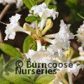 AZALEA - DECIDUOUS 'Whitethroat'  