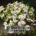 AZALEA - DECIDUOUS 'Whitethroat'  
