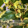 AZARA integrifolia 'Variegata' 