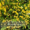AZARA serrata  