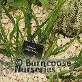BACCHARIS genistelloides  