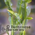 BACCHARIS genistelloides  