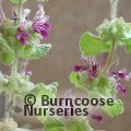 Small image of horehound