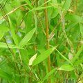 Small image of BAMBOO